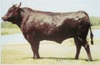 Bull